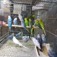 عروس سرلاکی گرینچیک دستی مرغ عشق|پرنده|سبزوار, فیاض|دیوار