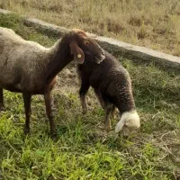 گوسفند وره مار بره نر