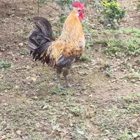 خروس براکل و مرغ گلین