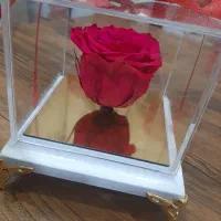 رز جاودان شیک|گل و گیاه طبیعی|تهران, افسریه جنوبی|دیوار