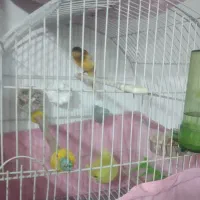 یک جفت قناری ویک عدد ماده