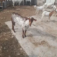 نرنقشی وبزسومال بارکهرماده