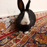 خرگوش زیبا،بازیگوش