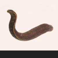 زالو