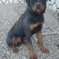 روتوایلر ۷ ماهه