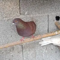 کبوتر پرشی|پرنده|گوراب زرمیخ, |دیوار