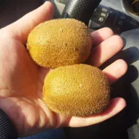 فروش کیوی ارگانیک(بدون سم و کود شیمیایی)