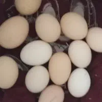 انواع تخم مرغ