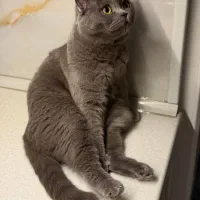 واگذاری گربه اسکاتیش بلو