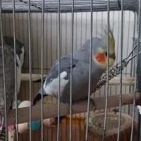 عروس هلندی نر و‌ ماده