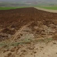 زمین دیم روستای کومایین|فروش زمین و ملک کلنگی|موچش, |دیوار