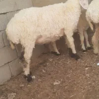 گوسفند ابست و بره گوشتی|حیوانات مزرعه|زابل, |دیوار