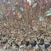 نهال پسته گلدانی|خدمات باغبانی و درختکاری|اردکان, |دیوار