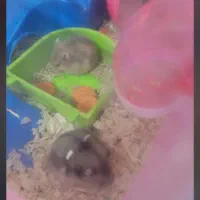 همستر خانگی