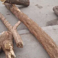 برش وهرس درخت|خدمات باغبانی و درختکاری|بندر ماهشهر, |دیوار