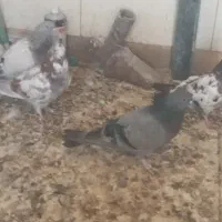 چندعدد کبوتر تهرانی و پر|پرنده|فرخ‌شهر, |دیوار