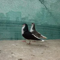 جفت ساده چپ سیاه و چپ هفت رنگ