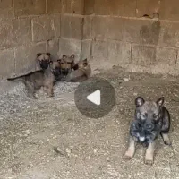 سگ مالینویز