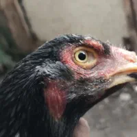 مرغ لاری طوسی