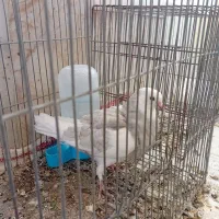 دوکت|پرنده|پیر بکران, |دیوار