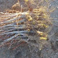 نهال زرشک وعناب پریشه از کشاورز