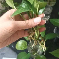 قلمه فقط ۵۰۰۰