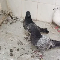 کبوتر چپرا پاکستانی اصیل