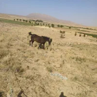 اسب دو رگ درشور با کورد 5ساله|اسب و تجهیزات اسب‌سواری|آباده, |دیوار