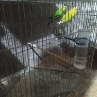 مرغ عشق تخم دار