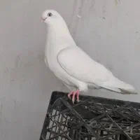 جفت سفید قلدر|پرنده|ارومیه, |دیوار