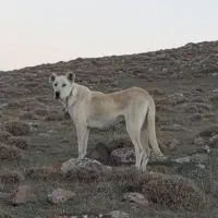 واگذاری توله