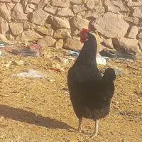 تخم مرغ نطفه دار زابلی