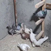 جوجه دورگ|پرنده|لنجان, |دیوار