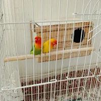 طوطی گرینچیک برزیلی کوتوله