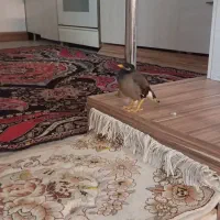 مرغ مینا