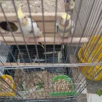 عروس هلندی جوجه سال