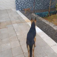 سگ نگهبان|سگ|قنوات, |دیوار