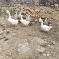 فروش جوجه قو غاز|پرنده|نورآباد, |دیوار