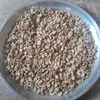 باقله هم بذر هم برای خوراک