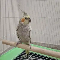 عروس هلندی ماده