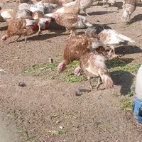 کود بوقلمون