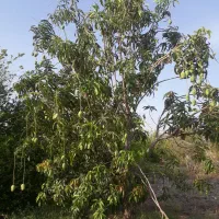 انبه|عمدهفروشی|رودان, |دیوار