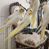 عروس هلندی جفت با جوجه های ۸ ماهه نر و ماده