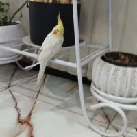 عروس هلندی رام مرغ عشق  معاوضه|پرنده|کرمان, |دیوار