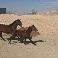 کره مادیان  نوه کامران قدیری
