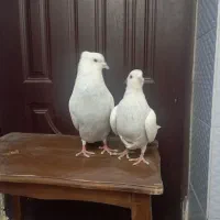 سینه الماسی(عتیقه)سینه سیاه