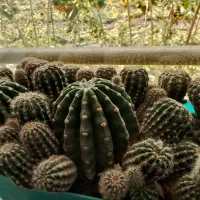 گل های طبیعی کاکتوس|گل و گیاه طبیعی|نیشابور, مازول|دیوار