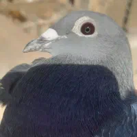 کبوترپلاکی