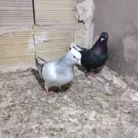 کفتر|حیوانات|مشهد, تبادکان|دیوار