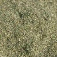 علف کوهی